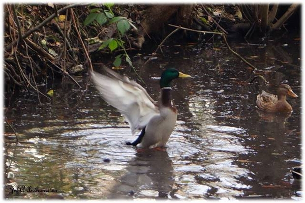 Antwerpen, Bouckenborghpark,