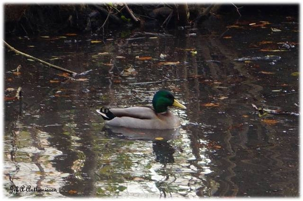 Antwerpen, Bouckenborghpark,