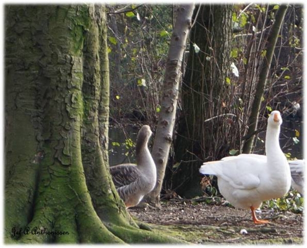 Antwerpen, Bouckenborghpark,