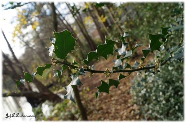 Antwerpen, Bouckenborghpark,