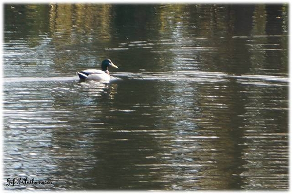 Antwerpen, Bouckenborghpark,