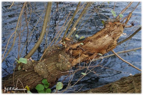 Antwerpen, Bouckenborghpark,