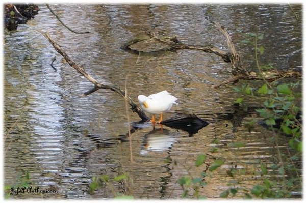 Antwerpen, Bouckenborghpark,