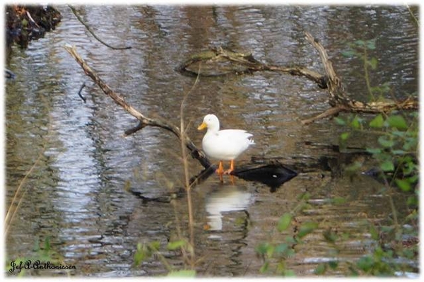 Antwerpen, Bouckenborghpark,