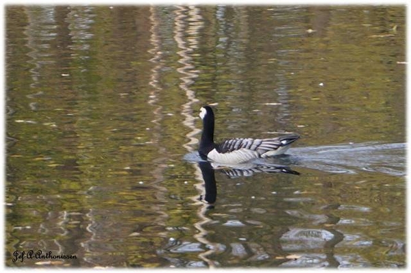 Antwerpen, Bouckenborghpark,