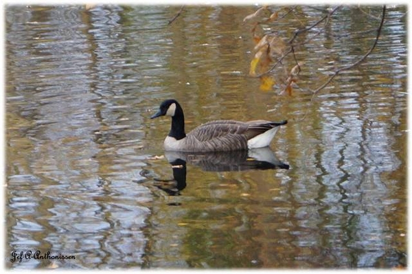 Bouckenborghpark.