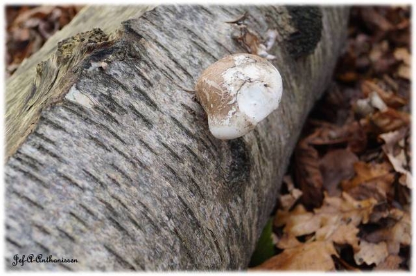 Antwerpen, Bouckenborghpark,