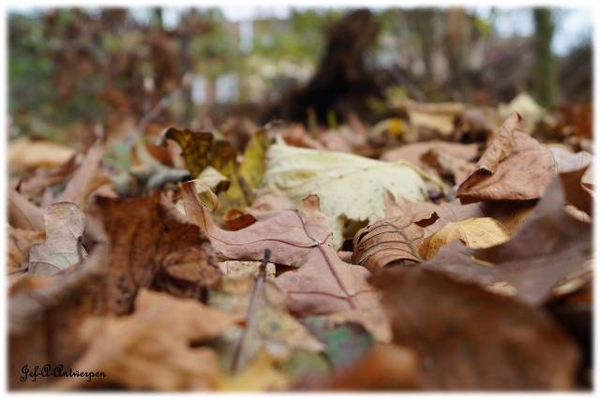 Antwerpen, Bouckenborghpark,