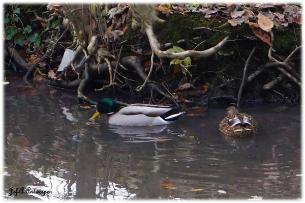 Antwerpen, Bouckenborghpark,