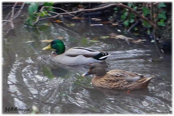 Antwerpen, Bouckenborghpark,