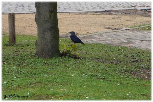 Antwerpen, Bouckenborghpark,