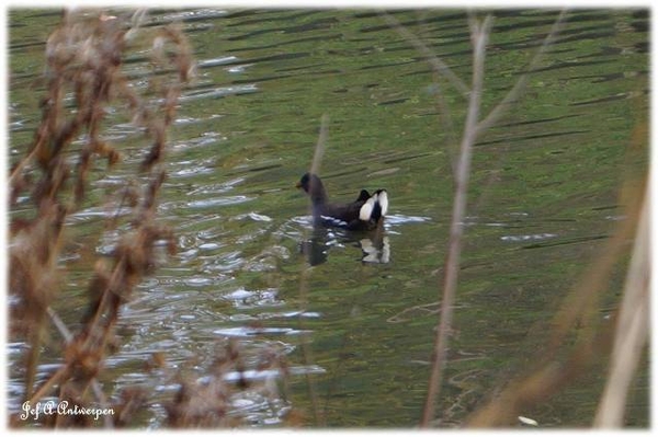 Antwerpen, Bouckenborghpark,