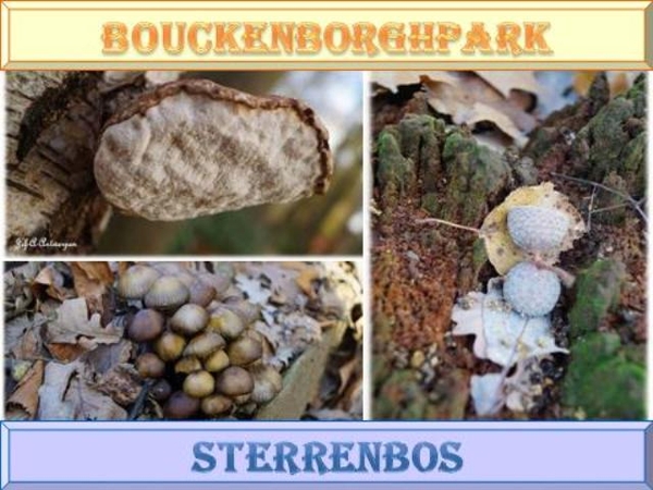 Antwerpen, Bouckenborghpark,