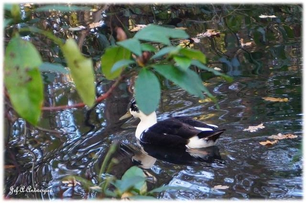 Antwerpen, Bouckenborghpark,