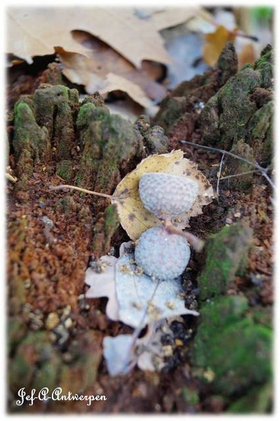 Antwerpen, Bouckenborghpark,