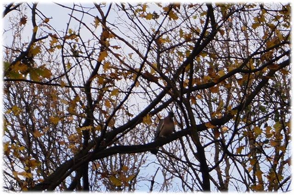 Antwerpen, Bouckenborghpark,