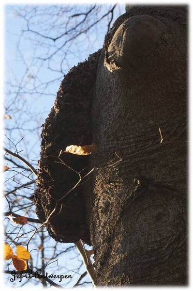 Antwerpen, Bouckenborghpark,