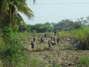 4B Madurai--Thekkady, suikerriet oogsten _DSC00267