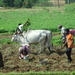 4C Madurai--Thekkady, patatten oogsten _DSC00271