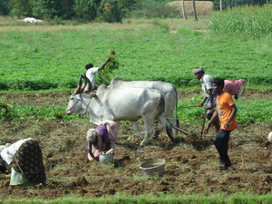 4C Madurai--Thekkady, patatten oogsten _DSC00271