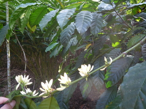 4H Thekkady, kruidenplantages _P1220901