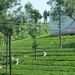 5B Thekkady--Kumarakom, Theeplantages _DSC00286