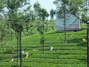 5B Thekkady--Kumarakom, Theeplantages _DSC00286