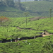 5B Thekkady--Kumarakom, Theeplantages _DSC00294