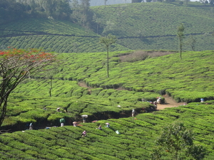 5B Thekkady--Kumarakom, Theeplantages _DSC00294