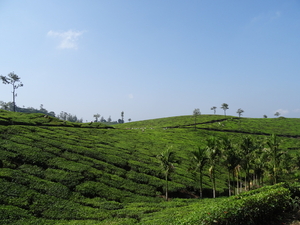 5B Thekkady--Kumarakom, Theeplantages _DSC00306