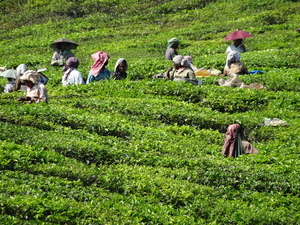 5B Thekkady--Kumarakom, Theeplantages _DSC00307