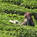 5B Thekkady--Kumarakom, Theeplantages _DSC00308