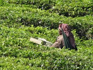 5B Thekkady--Kumarakom, Theeplantages _DSC00308