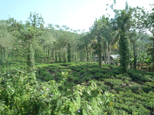 5B Thekkady--Kumarakom, Theeplantages _P1220916