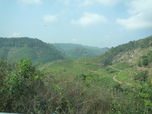 5B Thekkady--Kumarakom, Theeplantages _P1220923