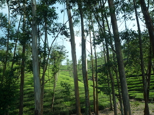 5B Thekkady--Kumarakom, Theeplantages _P1220924