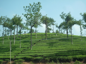 5B Thekkady--Kumarakom, Theeplantages _P1220929