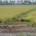 5I Backwaters, houseboat _DSC00346