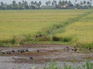 5I Backwaters, houseboat _DSC00346