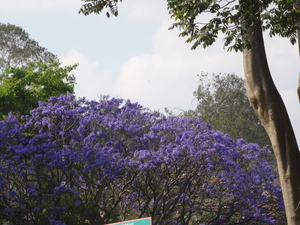 7C Coonoor--Ooty, stoomtreinrit _DSC00424