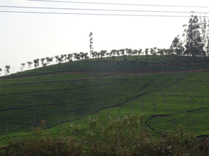 7C Coonoor--Ooty, stoomtreinrit _DSC00467