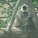 8C Ooty--Mysore, via nationaal park _DSC00494