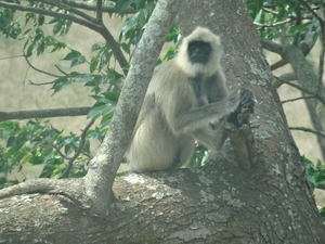 8C Ooty--Mysore, via nationaal park _DSC00494