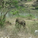 8C Ooty--Mysore, via nationaal park _DSC00496