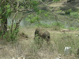 8C Ooty--Mysore, via nationaal park _DSC00496