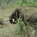 8C Ooty--Mysore, via nationaal park _DSC00498