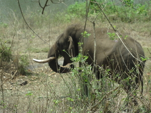 8C Ooty--Mysore, via nationaal park _DSC00498