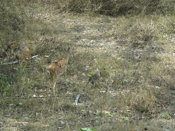 8C Ooty--Mysore, via nationaal park _DSC00508