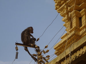 8O Mysore omg. Ranganthasamy tempel _DSC00637