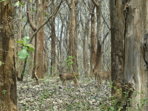 8C Ooty--Mysore, via nationaal park _DSC00472